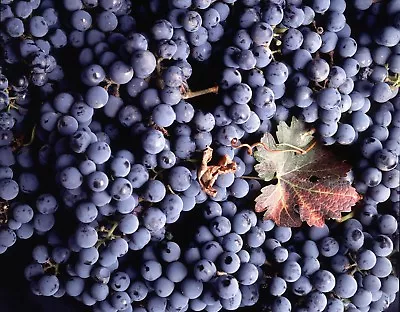 $4.99 • Buy Vitis Vinifera Cabernet Sauvignon WINE GRAPE Seeds!