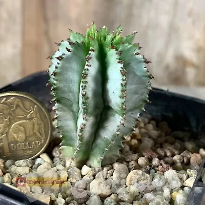 Nice Euphorbia Polygona 'Snowflake' [shown In 85mm Pot] Rare Cactus Succulent • $5