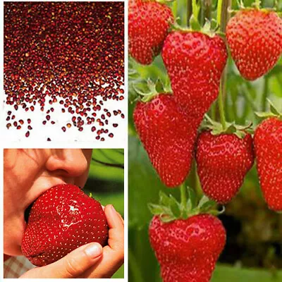 Giant Strawberry Seeds Garden Fruit Plant Sweet And Delicious - UK Stock • £13.99