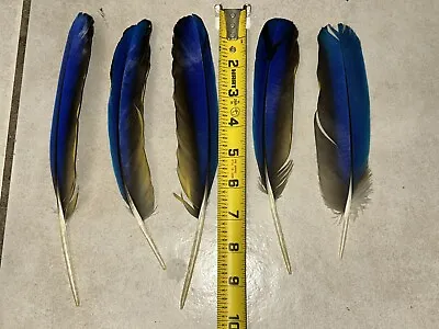 5 Blue Macaw Feathers 8.75 -9.75  Long- Crafts Peyote Fishing • $15