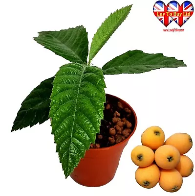 Loquat Tree/ Hardy Medlar For Garden & PatioThriving Year-RoundFrost Resistant • £14.99