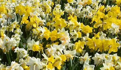 Mixed Daffodil Bulbs| Jumbo Size Top Quality Bulbs| Naturalize| Deer Resistant • $15.49