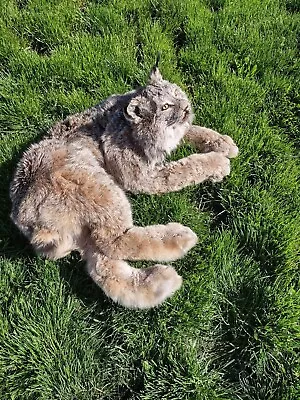 Lynx TAXIDERMY  CollectibleLog Cabin DecorOutdoorsHunting • $1500