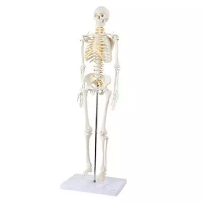  Mini Human Skeleton Model With Metal Stand 31  Tall With Removable Arms And  • $99.23