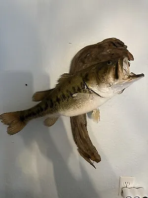 VTG TROPHY Real Skin Giant Largemouth Bass Fish Mount Trophy Taxidermy 23” + • $275