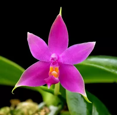 $40 • Buy Phalaenopsis Violacea (Species Native To Sumatra)