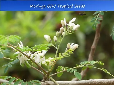 Tropical Seeds -Moringa Oleifera ODC -Hybrid Tropical 10 Seeds For Planting • $9.89