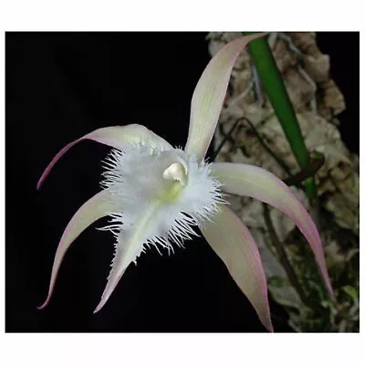 $29 • Buy MOS. Orchid Cattleya Rhynchovola (Rcv.) David Sander