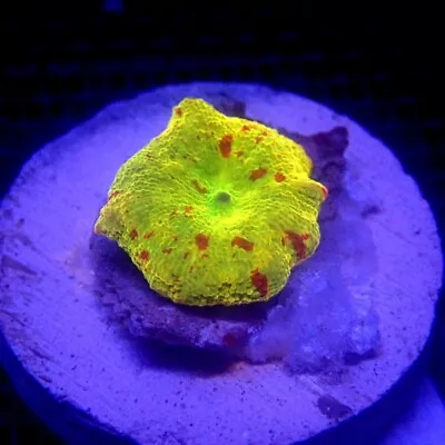 Jawbreaker Mushroom Coral WYSIWYG IC 3128 - Indigo Corals - JB • $78