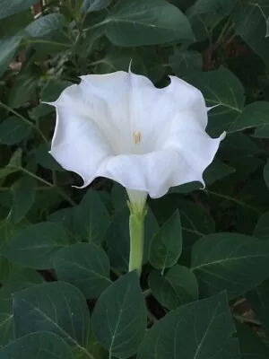 Moonflower 50+ Seeds WHITE Fragrant Bush Organic Moon Flower Datura Trumpet • $2.79