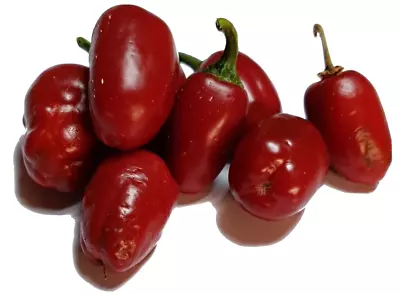 Jalapeno Billy Biker 5 Chilli Seeds By CHILLIESontheWEB • £1.99