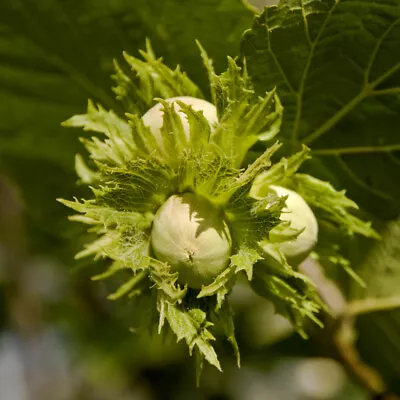 £24.99 • Buy Hazel 'Webb's Prize Cob' Tree Cobnut Multistemmed, Grow Tasty Hazelnuts