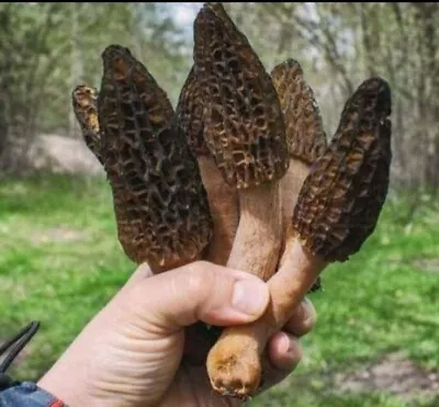 Morel Mushroom- Garden Grow Kit- Backyard- Home- Guaranteed! 🍄 • $16