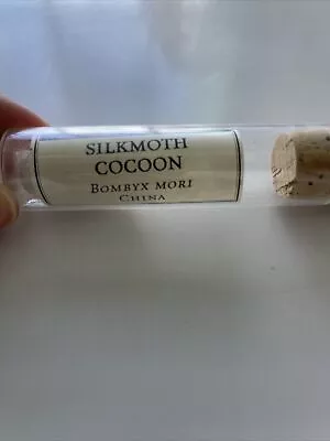 Real Silk Moth Cocoon In Vial From The Evolution Store  New York • $10