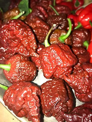 LOT OF 3 CHOCOLATE DRAGONS BREATH 75 Day+ Old Super Hot Pepper LIVE PLANTS • $22