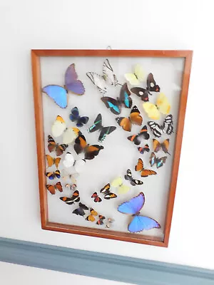 Large Mounted Butterfly Display  33 Butterflies • $625