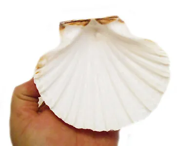 $7.19 • Buy 2 XL White Irish Baking Scallop Shells (4.5-5 ) Restaurant Quality Beach Dining
