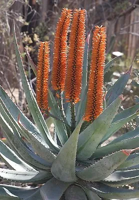 ALOE FEROX - Bitter Red Or Cape Aloe Vera -20 X Medicinal Succulent Plant Seeds • £4.45