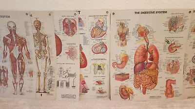 8 Vintage Medical Chart Laminate Posters 80s Anatomical Chart Co Anatomy  • $195