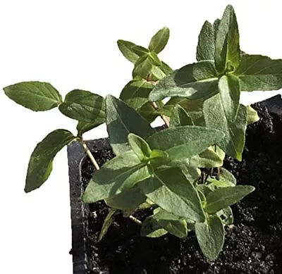 Live Mountain Mint Plant (Pycnanthemum Muticum) In 2.5 Inch Pot - Short Toothed • $18