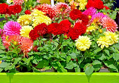 Dahlia Bedding Mix 76 Seeds 1'-2' Tall Plants All Different Kinds Mix. • $3.79