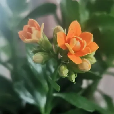 Kalanchoe Cutting Plant Orange Succulent • £5