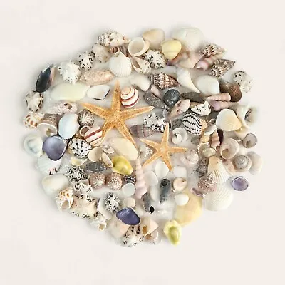 Mixed Small Seashells + 2 Starfish Beach Shell Crafts Art Hobby Shell Supplies  • £6.29