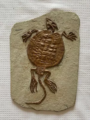 $3.25 • Buy Placochelys Fossil Turtle Dinosaur Placodonts Skeleton With Skull Claws Triassic