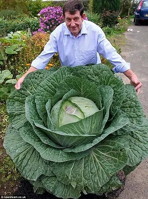 Rare * Giant Russian Cabbage* Medicinal * Healing * Medicinal* 150 Seeds Vitamin • $1.99