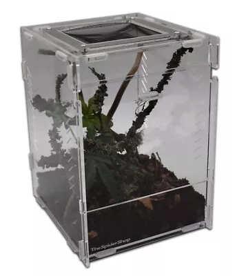 £49.99 • Buy The Spider Shop Praying Mantis Starter Kit