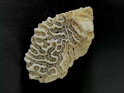 $12.95 • Buy Natural Fossilized Brain Coral. Caribbean Sea 2.4 Oz