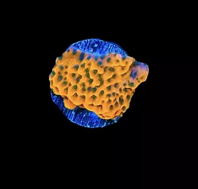 CC Cherry Tree Monti Coral Frag - WYSIWYG Montipora Corals - Combined Shipping! • $11.24