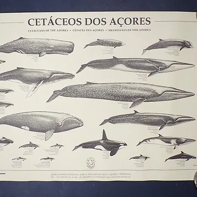 Vintage Whales And Dolphins Poster Wall Art School Educational Print Chart Used • £18