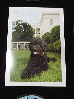 Lot Of 3 President Obama Authentic Family Dog  Sunny  Identity Card. • $14.99