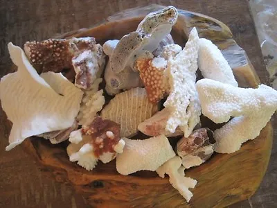 Natural Reef White Coral Pieces - Coral Specimen - Seashells - Coastal Decor  • $18