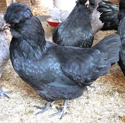 Large Tailed Black Araucana Hatching Eggs( 6 Blue Eggs) From Quality Birds. • £18
