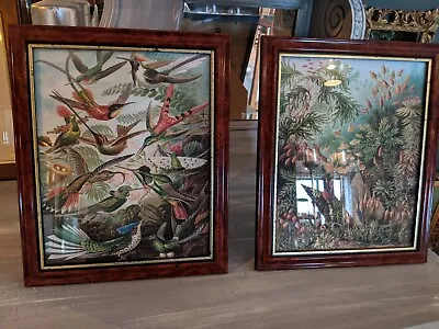 2 X Ernst Haeckel Framed Pictures. Mushroom Forest & Hummingbirds • $34.83