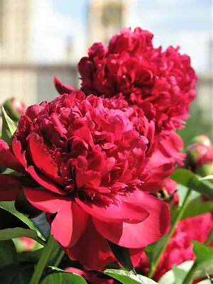 £2.98 • Buy 5 GARDEN PEONY Paeonia Lactiflora Red Pink White Mix Chinese Peony Flower Seeds