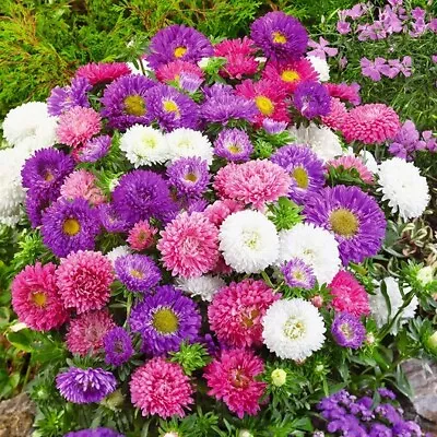 Aster DWARF COLOUR CARPET Mix Low Grow Dwarf Double Compact Non-GMO 200 Seeds • $3.98