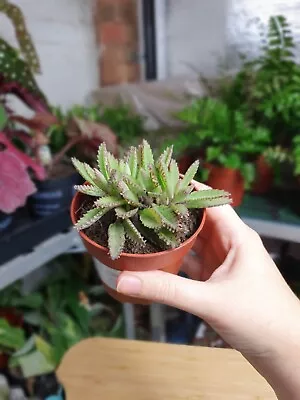 Mother Of Thousands Kalanchoe Daigremontiana Plant • £4.75