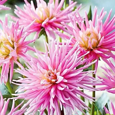 1 Premium Dahlia Tuber Cactus Park Princess Pink Pretty Bloom Easy Grow Flowers • £10.99
