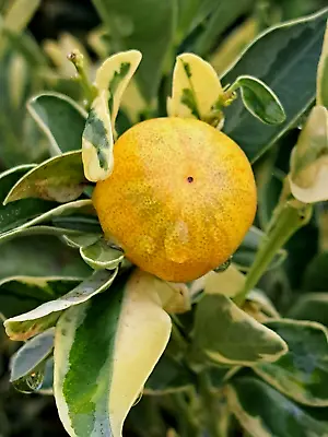 Citrus Calamondin Variegated Dwarf Fruit 5 Cuttings - • $45