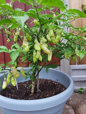 Chili Pepper Bhut Jolikia White And Short - Mini Naga - Nice Aroma - 15 Seeds • £4.49