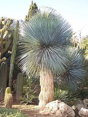 Yucca Rostrata - 10 Fresh Seeds -Beaked Yucca • £3.95