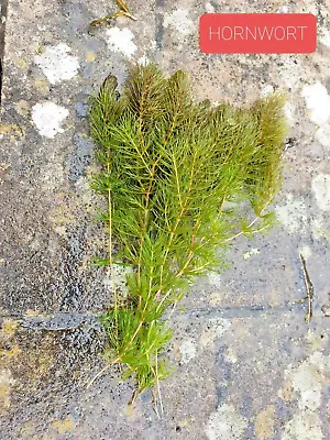 HORNWORT -  (Ceratophyllum Demersum) - *20 PIECES OF PLANT*  - POND PLANT - • £10