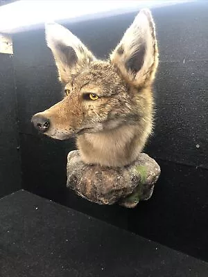 Coyote Taxidermy Mount Fox Badger Raccoon Bobcat Skunk Squirrel Shoulder Mount • $350
