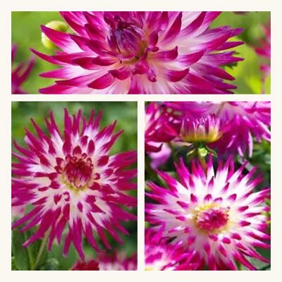 Dahlia Cactus Dutch Explosion Tubers X 1 Grade L (Top Size) White With Pink. • £8.95