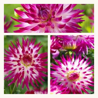 Dahlia Cactus Dutch Explosion X 3 Tubers Grade L (Top Size) White With Pink. • £12.95