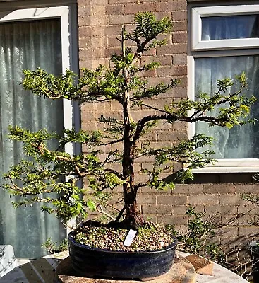 English Yew - Tree Age: 12 Years - Formal Upright  • £350