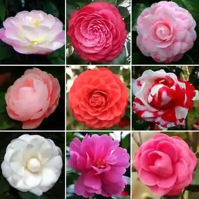 3X CAMELLIA PLANT SHRUBS MIXED FLOWERS 9cm POTS EVERGREEN PINK RED WHITE CREAM • £19.99